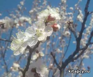 "Güneş bilen ýazdan dörän..."