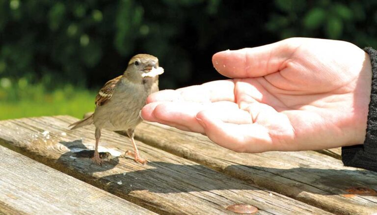 Serçe (Esse) Serçe (Esse)
